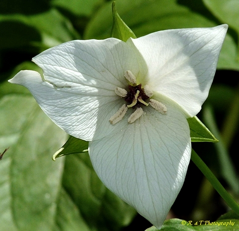 {Trillium simile}